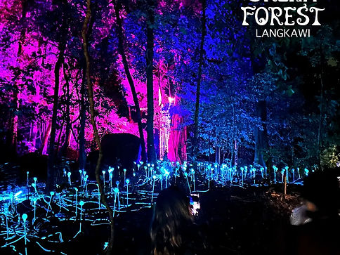 Dream Forest at Night