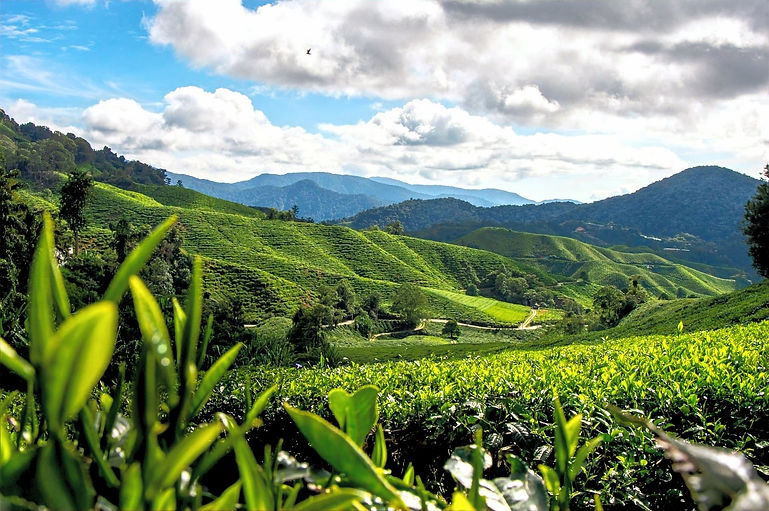 Cameron Highlands 1920-1276