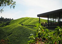 BOH Tea Farm in the Cameron Highlands, Malaysia, featuring expansive, lush green tea plantations that blanket the rolling hills, creating a scenic and serene landscape