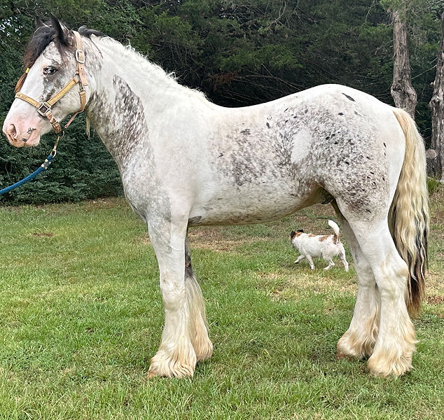 bridgerton left IMG_3981.JPG