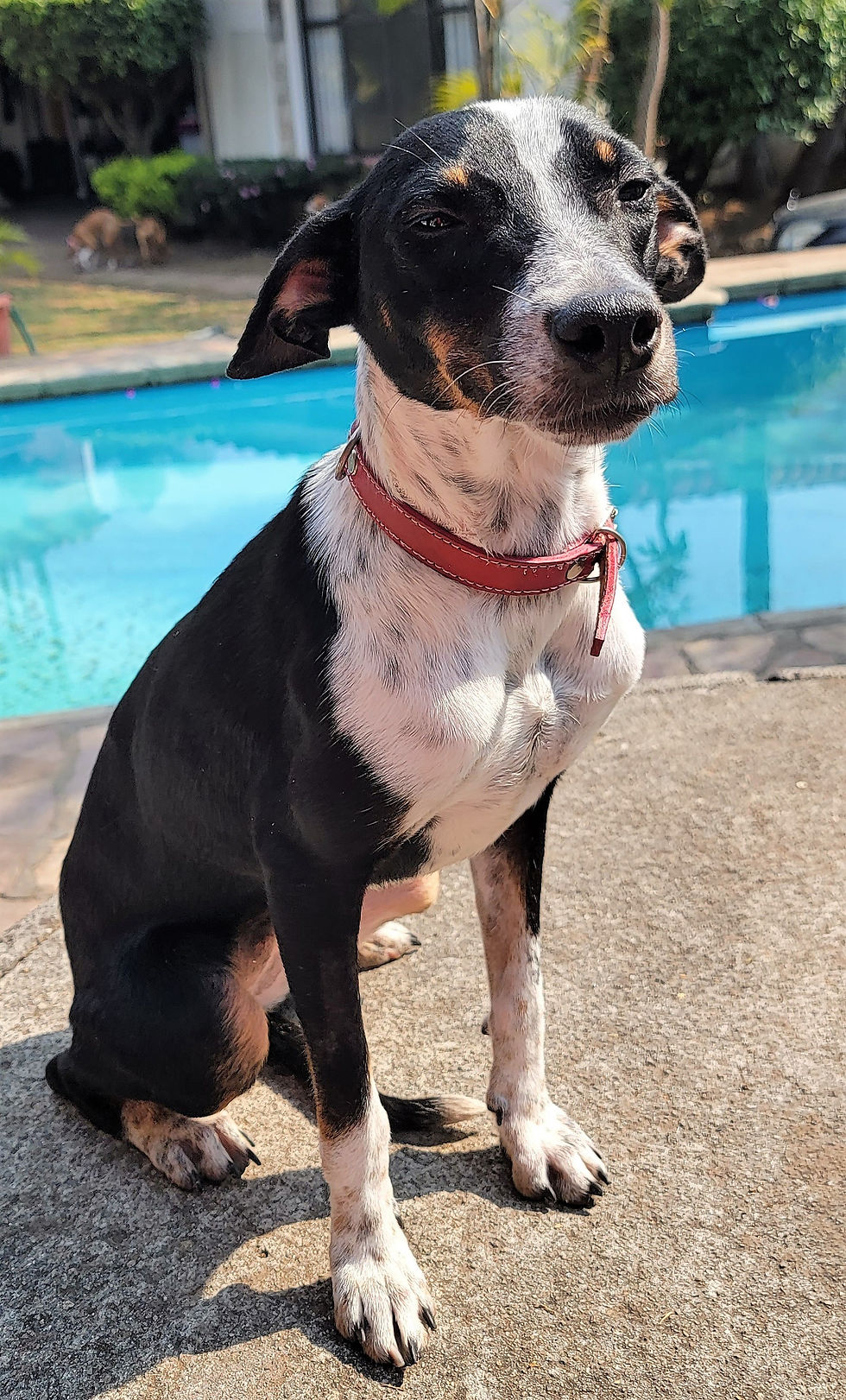 Lulu