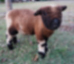 purebred babydoll southdown spotted sheep ram lamb