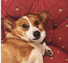 Pupper update_ __daisy__me__rollin_ love