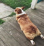1. Corg update_ still splooting and sunb