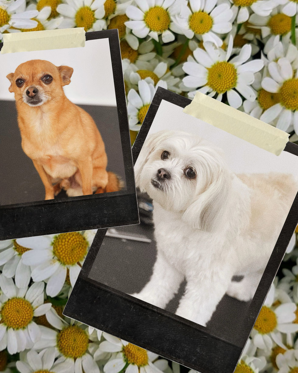 1E1786EB-FE1B-443D-9C1A-3100FF432ED3 3