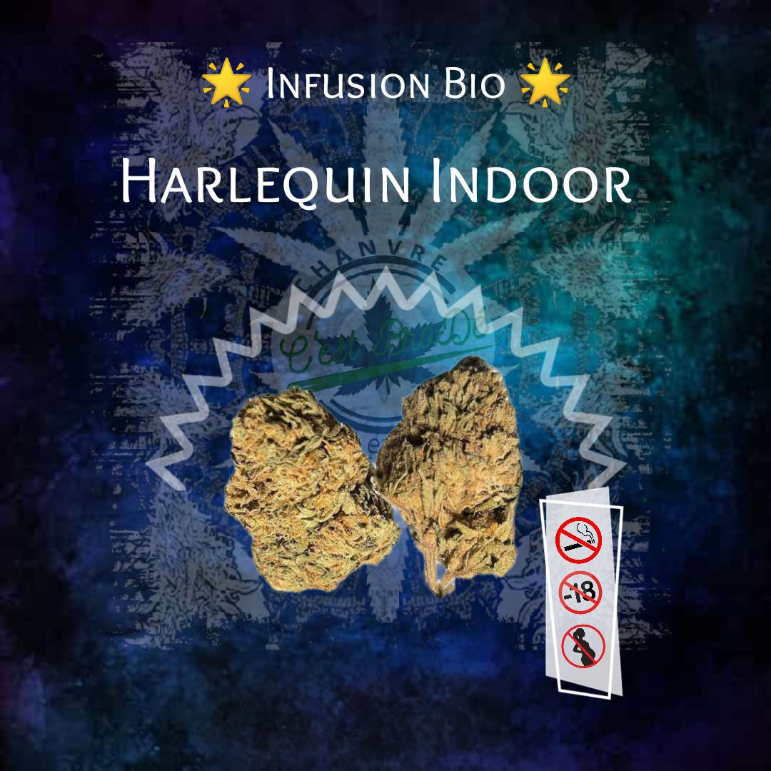 Harlequin Indoor