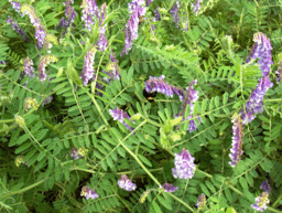 Hairy Vetch