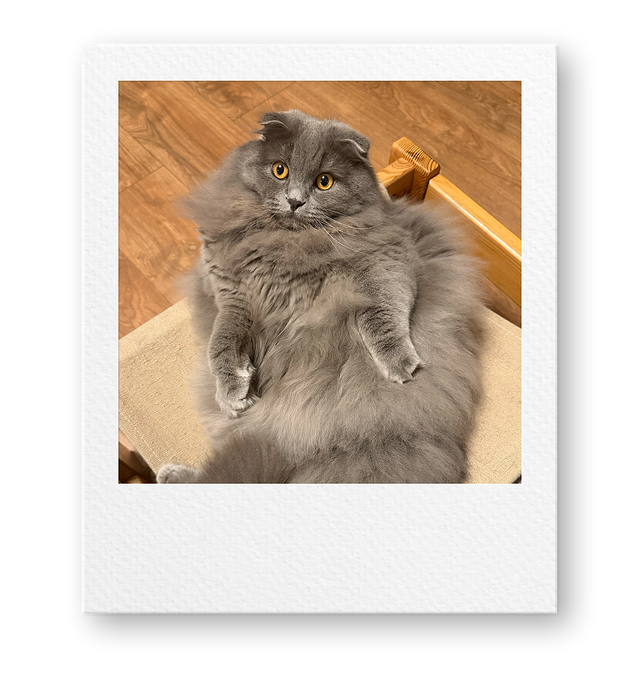 Milo Polaroid