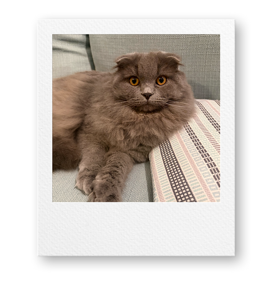 Milo Polaroid