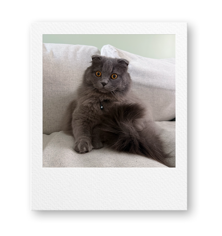 Milo Polaroid