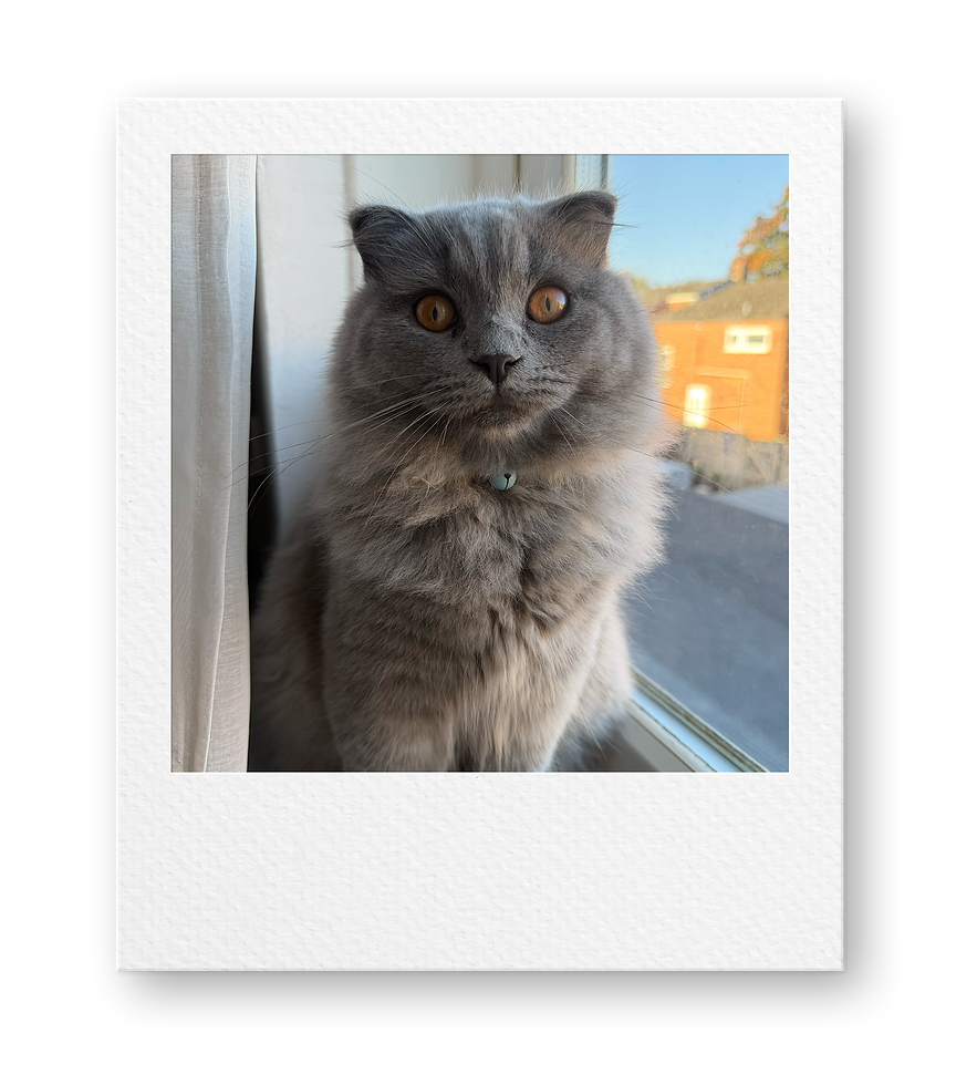Milo Polaroid