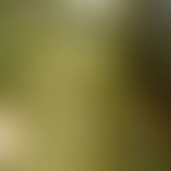 Mama Had Hair of Silver-Green Leaves