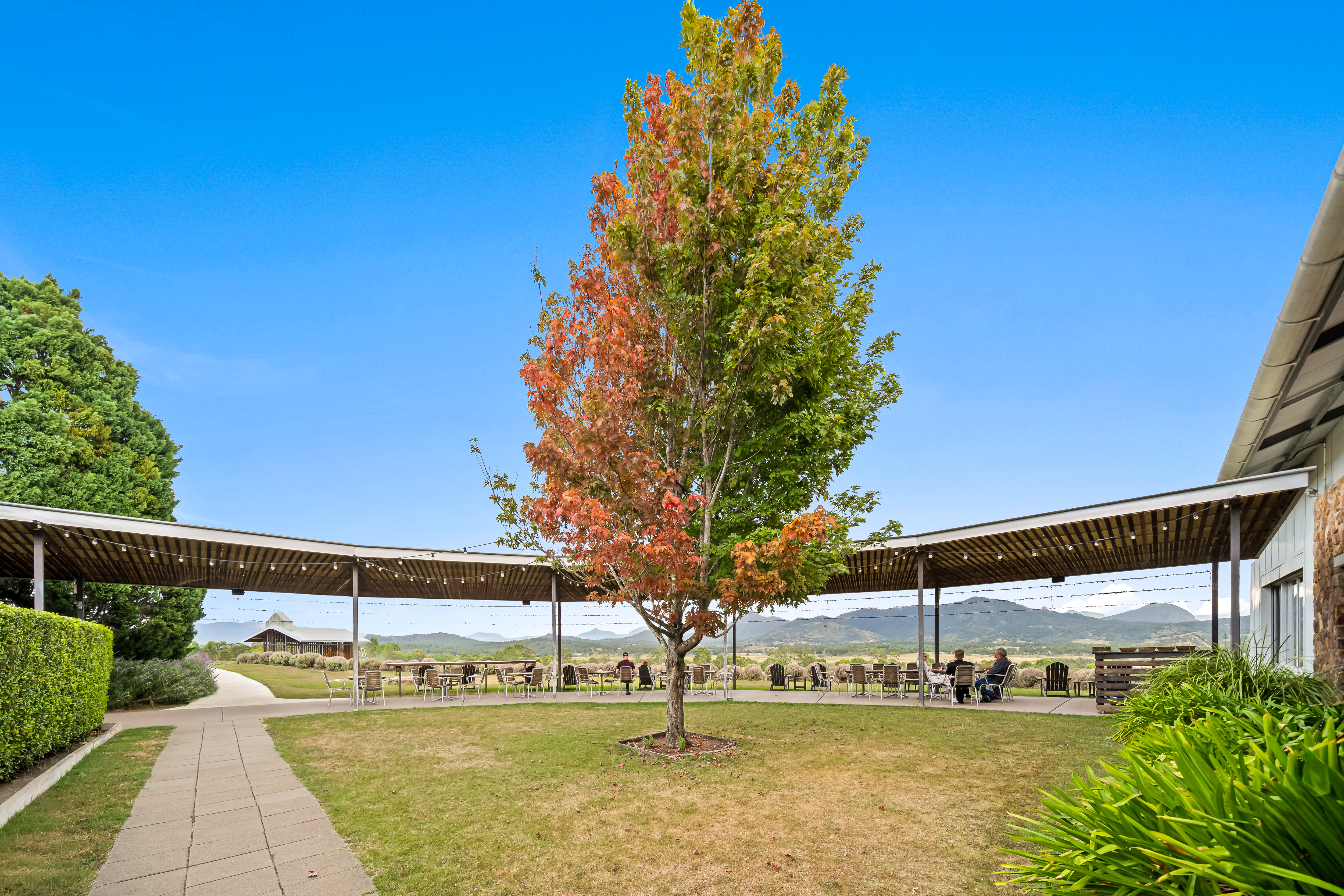 Kooroomba Vineyard & Lavender Farm