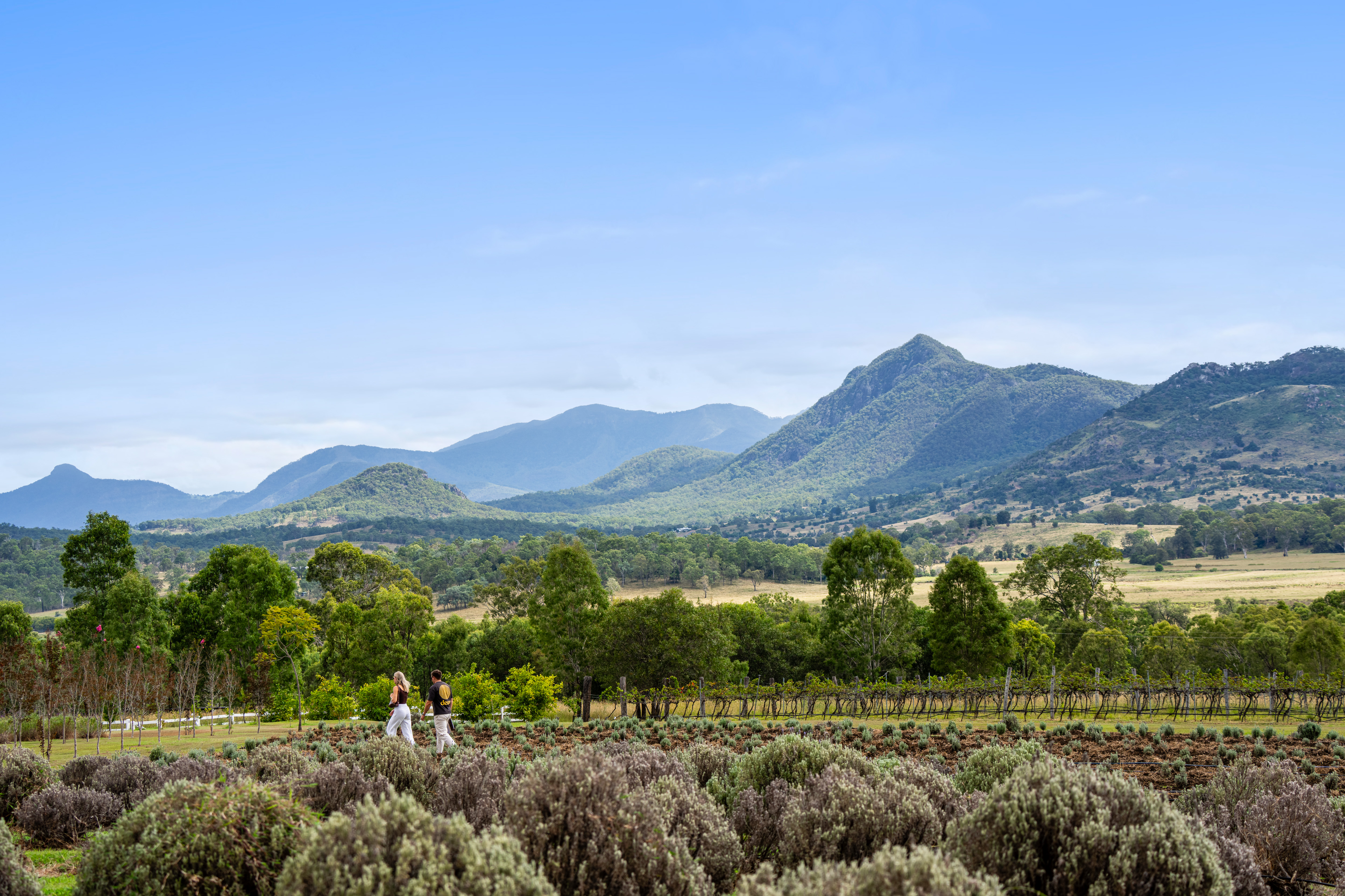 Kooroomba Vineyard & Lavender Farm