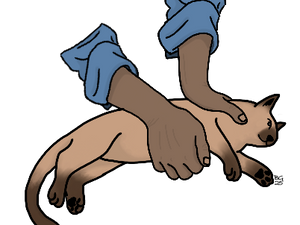 Can You Perform CPR on a Cat?