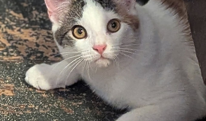 Ella
