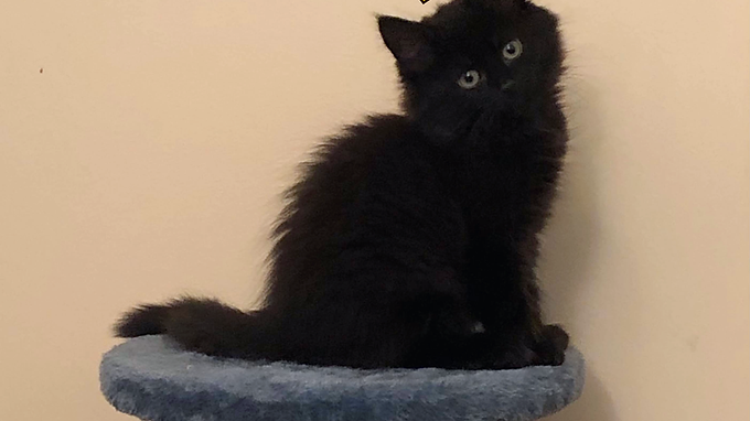 Princess