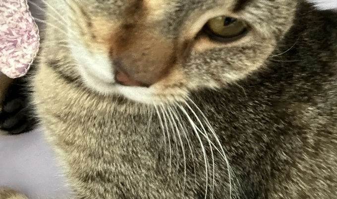 Neko