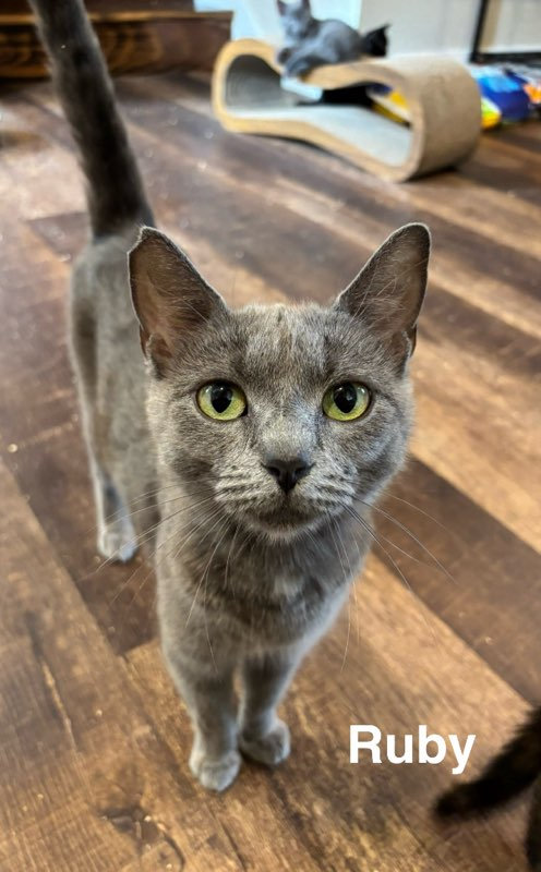 Ruby Rhodd Cat Ruby | Browncoat Cat Rescue