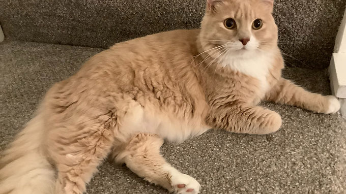 Ginger
