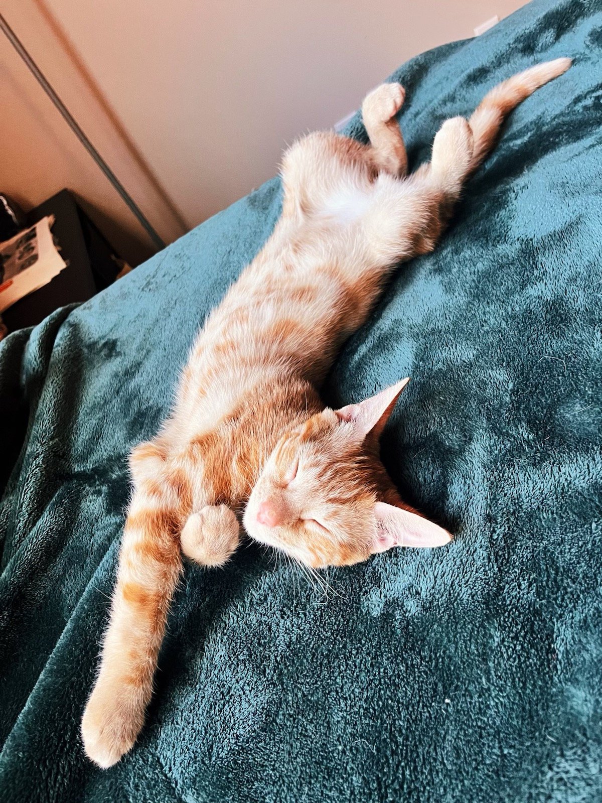 leo-browncoat-cat-rescue