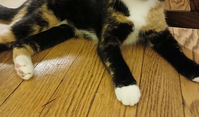 Penelope
