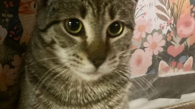 Gatita