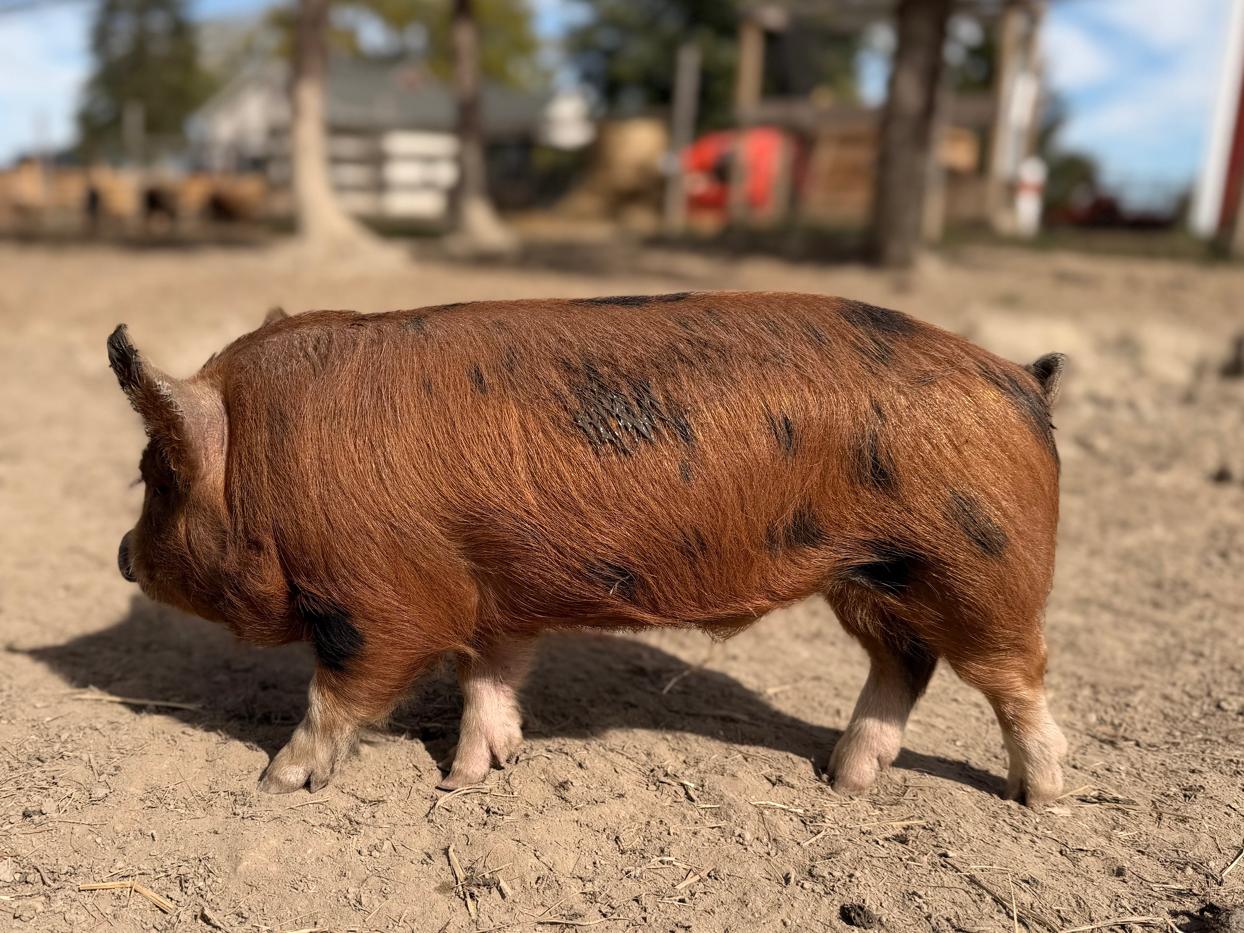 SOLD - Joey - Boar / Barrow