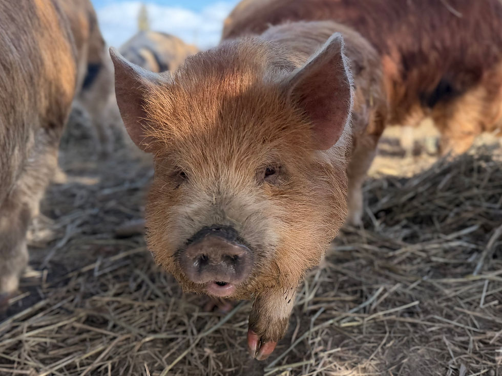 Thumbnail: SOLD - Daisy - Gilt