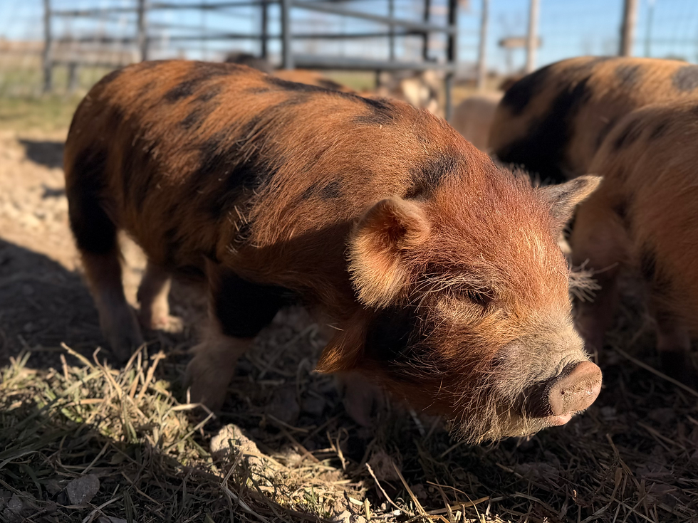 Thumbnail: SOLD - Merlin - Boar / Barrow 