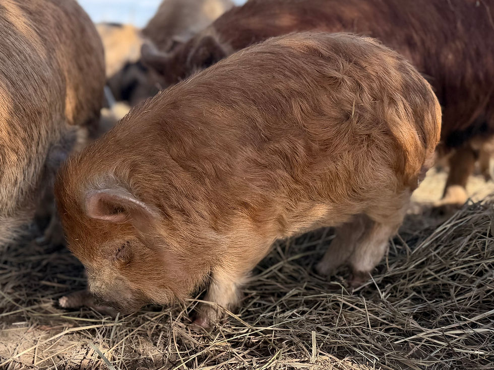 Thumbnail: SOLD - Daisy - Gilt