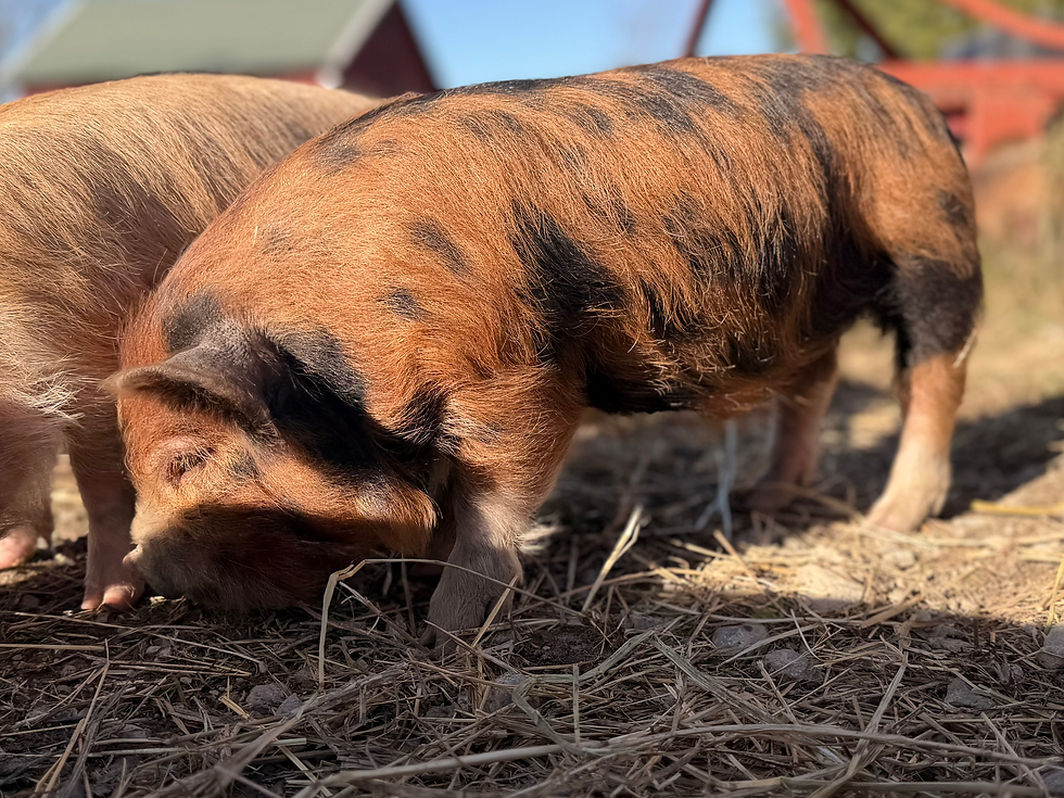 Thumbnail: SOLD - Merlin - Boar / Barrow 