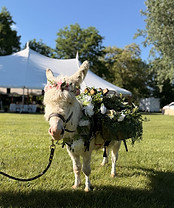 IMG_4583.jpeg