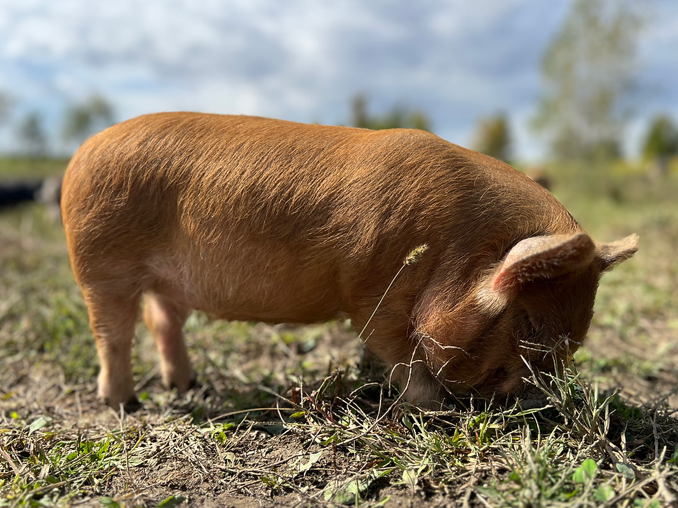 Thumbnail: SOLD - Sally - Gilt