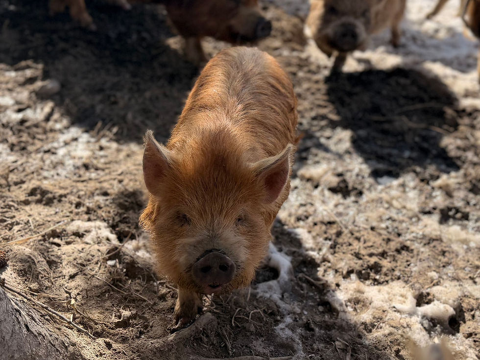 Thumbnail: SOLD - Daisy - Gilt