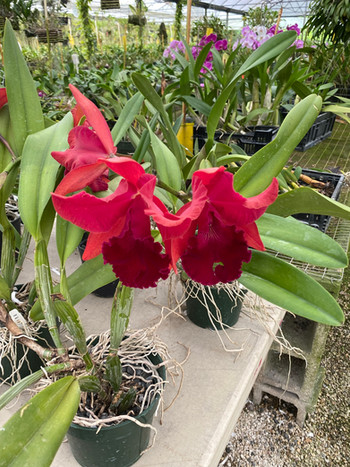 Potinara