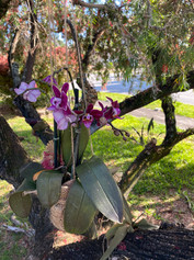 Phalaenopsis