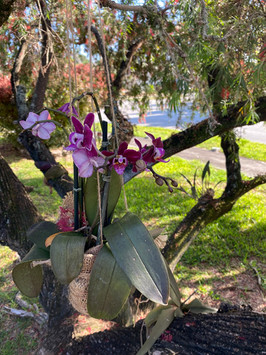 Phalaenopsis