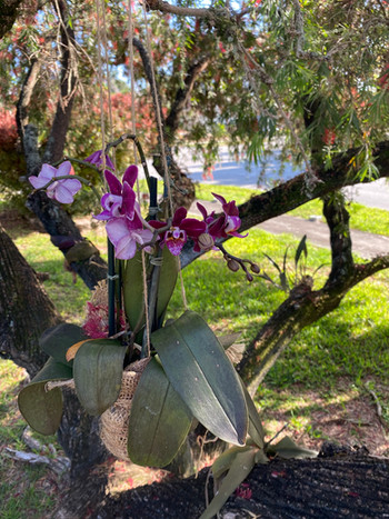 Phalaenopsis