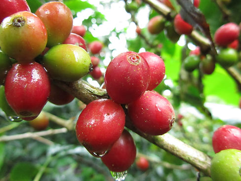 Finca idealista harvest 2011 2012 (1) - Copy.JPG