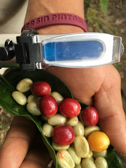 Refractometer for coffee Gold Mountain Coffee Growers.JPG
