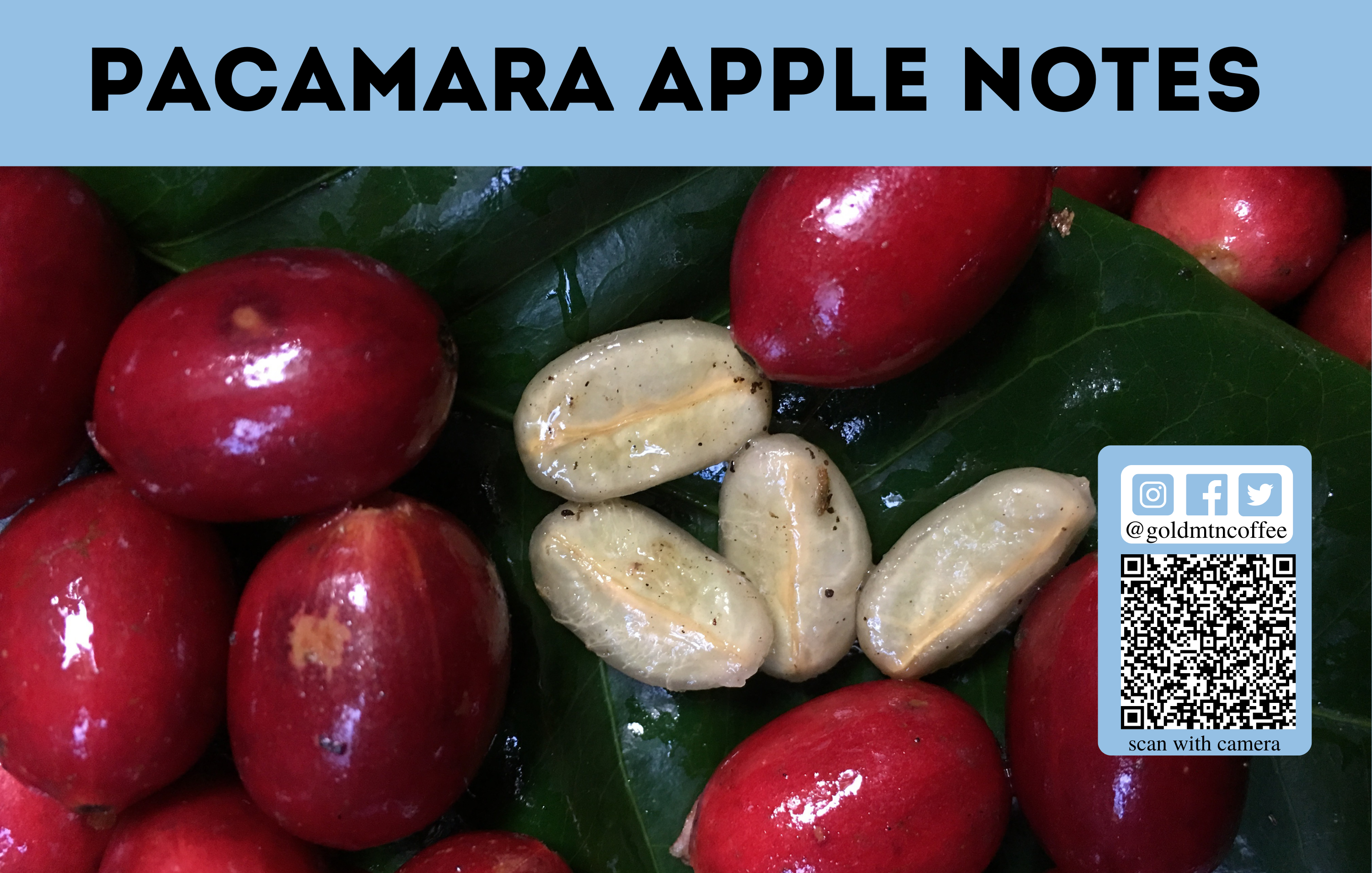 Pacamara Apple Notes
