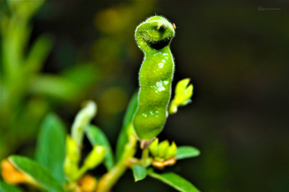 Pigeon Peas Facts and Health Benefits