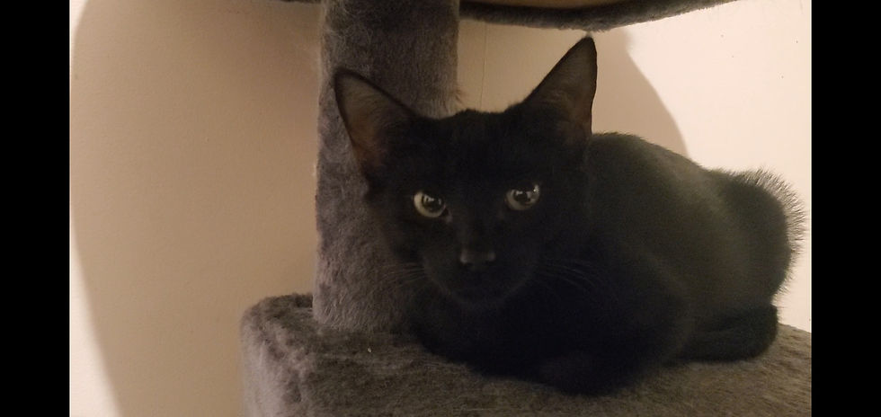 Can usually find Stella in the darkest spots