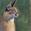 Thumbnail: Khan the Caracal