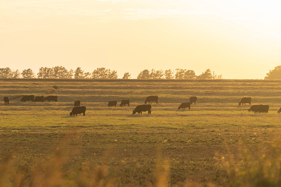 Cattleinfield-1.jpg