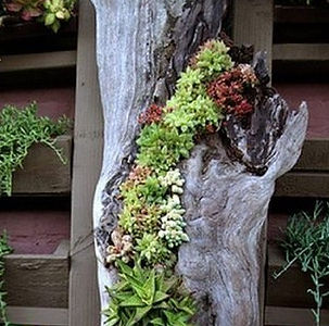 Succulents