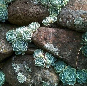 RockRoses