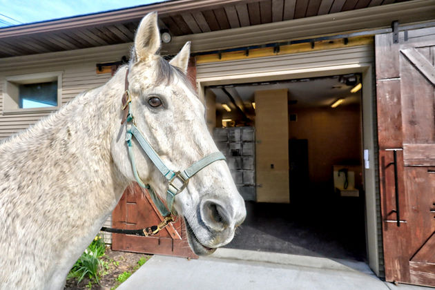 Photography at Green Glen Equine Hospital