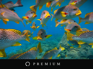 La imatge de portada sintetitza visualment el missatge central del discurs This is Water: la diferència entre viure en pilot automàtic o viure amb consciència. El contrast entre inconscient i conscient recorda que la major part del sofriment quotidià neix de la nostra configuració mental per defecte. Wallace ens convida a veure “l’aigua” que ens envolta: aprendre a adonar-nos de com pensem i de com interpretem la realitat.